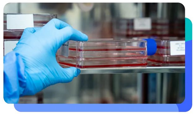 Mesenchymal stem cells in culture at the clinic's Panama City lab
